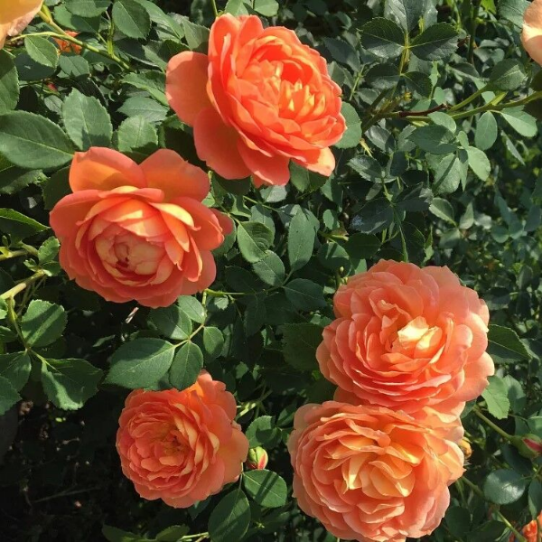 Роза флорибунда D.Austin Lady of Shalott
