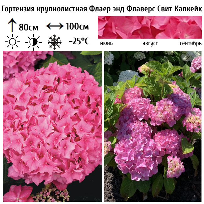 Гортензия крупнолистная Флаер энд Флаверс Свит Капкейк Пинк