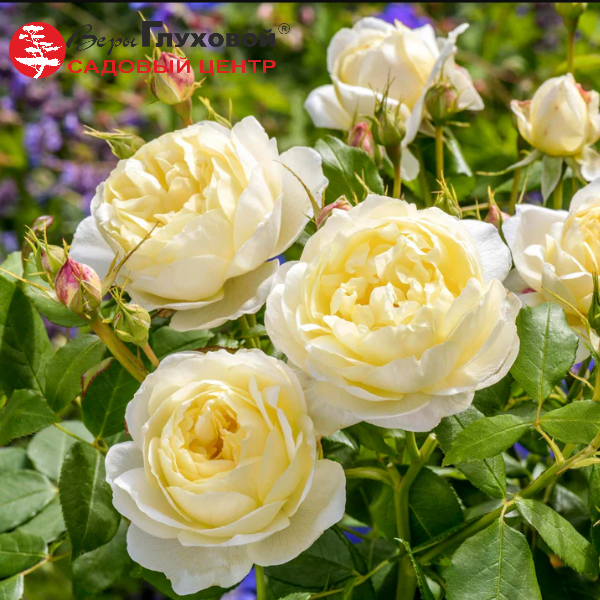 Роза флорибунда D.Austin Vanesa Bell