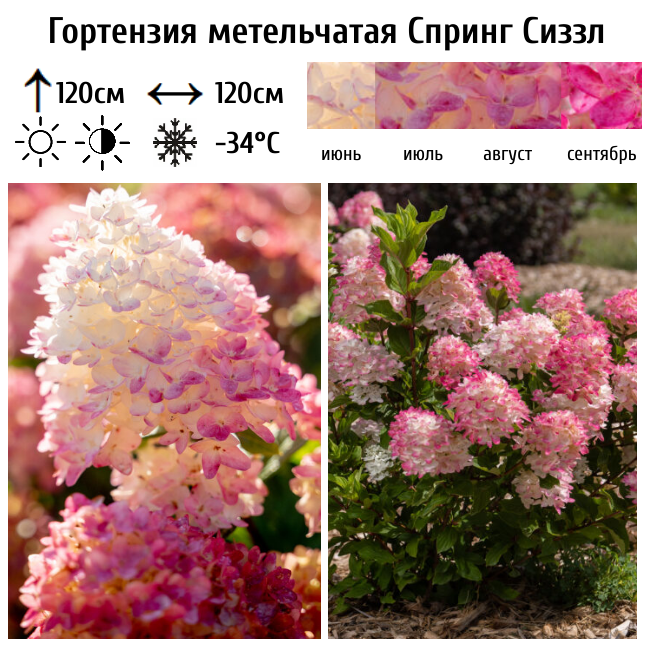 Гортензия метельчатая Спринг Сиззл