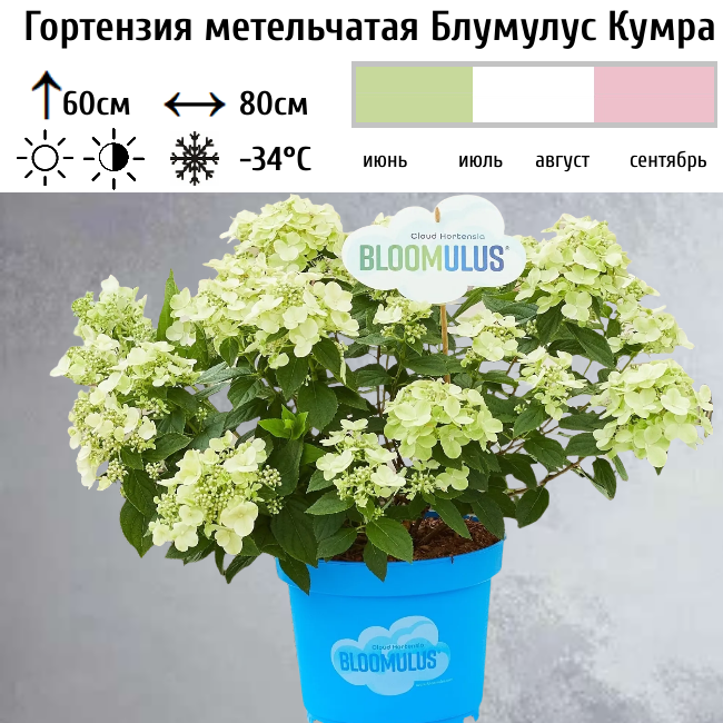 Гортензия метельчатая Блумулус Кумра