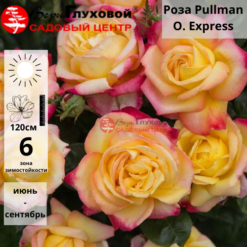 Роза полиантовая Pulman O.Express