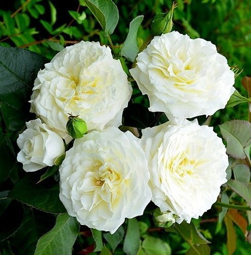 Роза флорибунда Alabaster