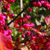 Бересклет европейский (Euonymus europaeus) Ред Каскад С3 СП/25