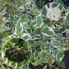 Дерен белый (Cornus alba) Сибирика Вариегата С3 СП/25